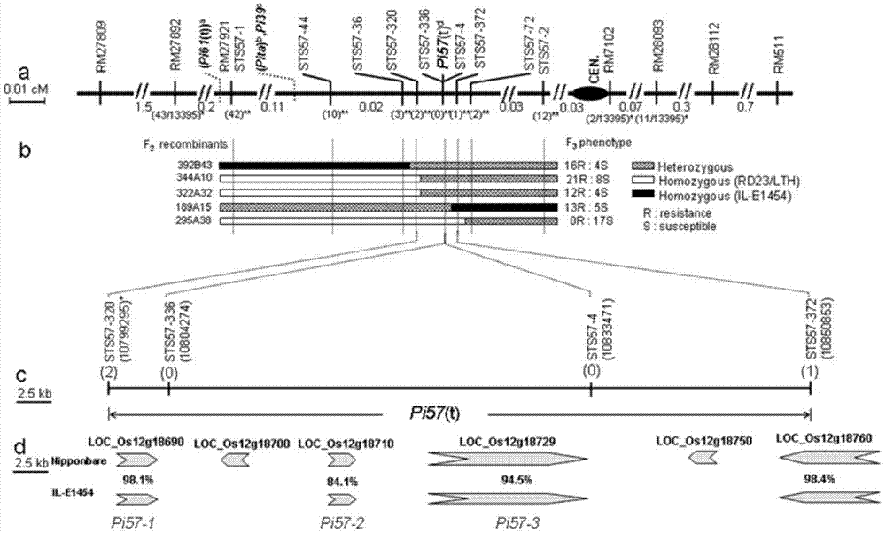 一种稻瘟病抗性基因Pi57及其编码蛋白与应用的制作方法