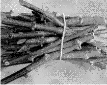 刺榆硬枝快速扦插繁育方法与流程