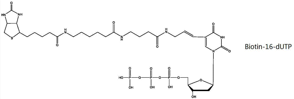 长链生物素标记物及其制备方法和用途与流程