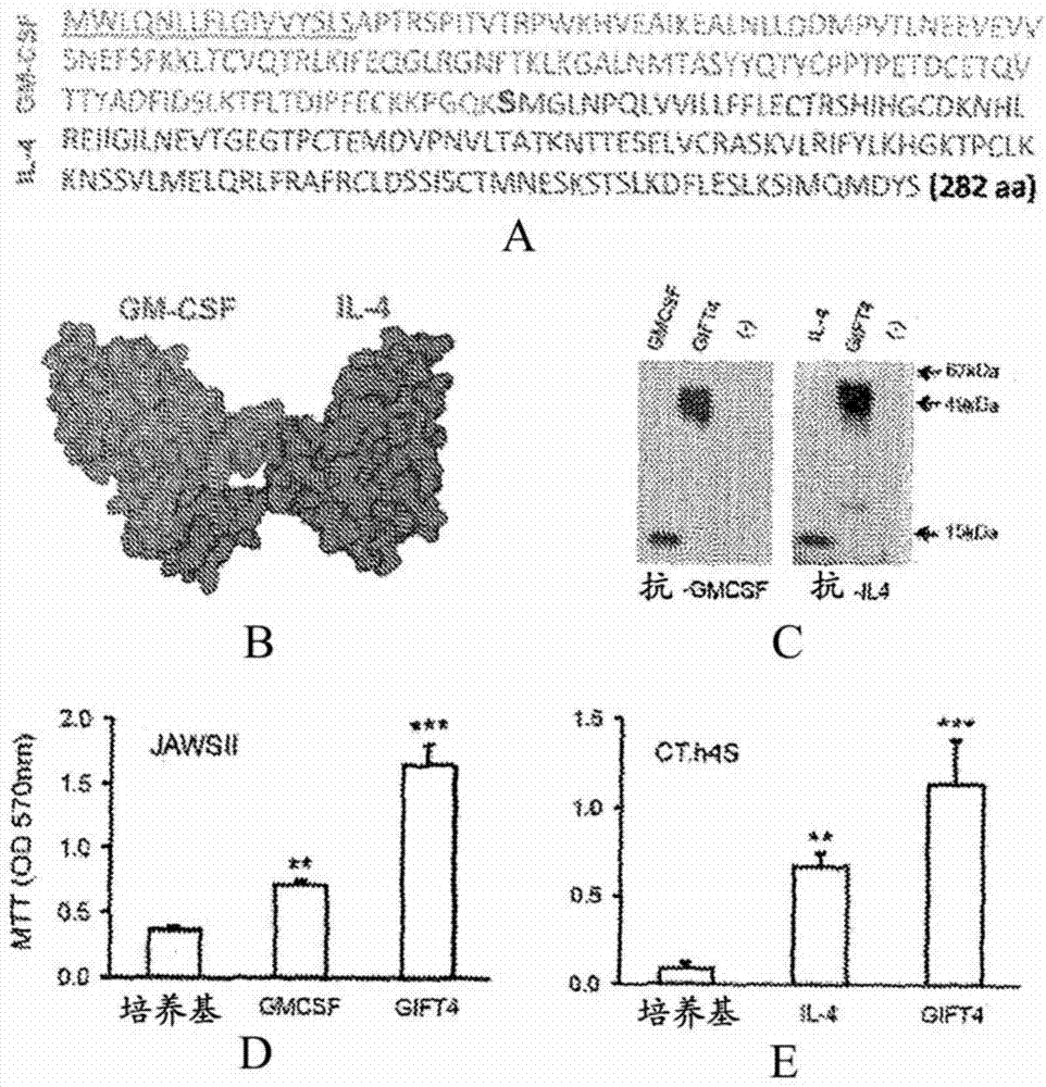 GM-CSF和IL-4轭合物、组合物以及与其相关的方法与流程