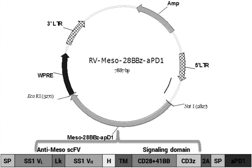 靶向Mesothelin的嵌合抗原受体并联合表达抗PD1抗体的方法及其用途与流程