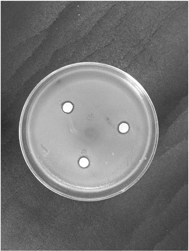 一种透明纳米纤维素抗菌纸及其制备方法与流程