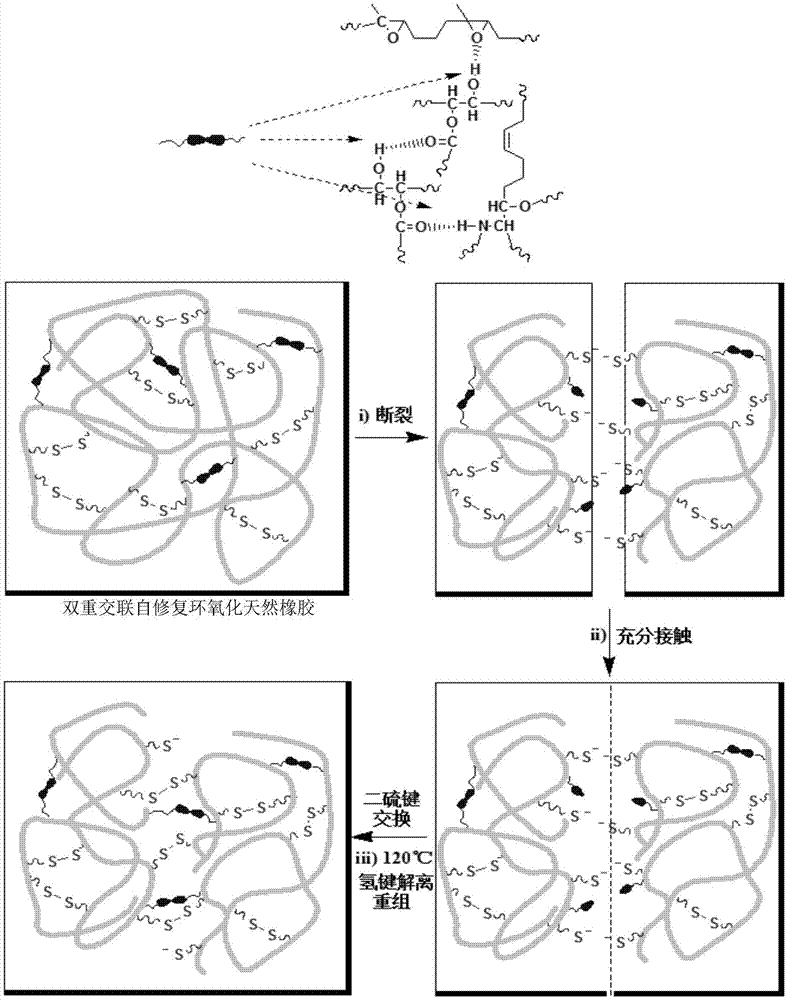 一种双重交联自修复环氧化天然橡胶及其制备方法和应用与流程