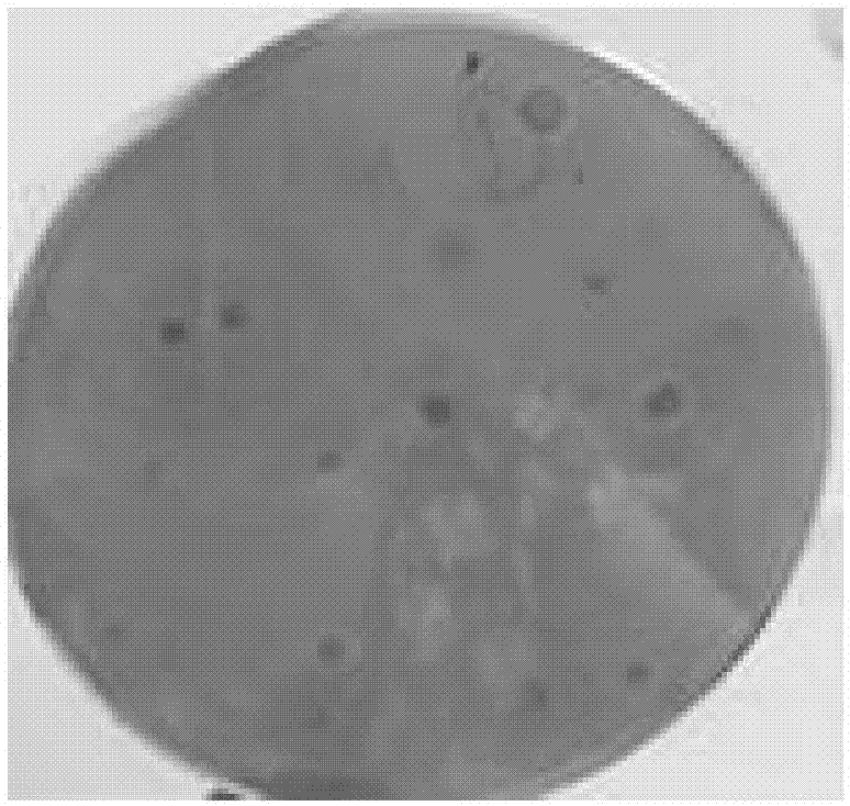 一种耐高温纤维素降解芽孢杆菌筛选方法及应用方法与