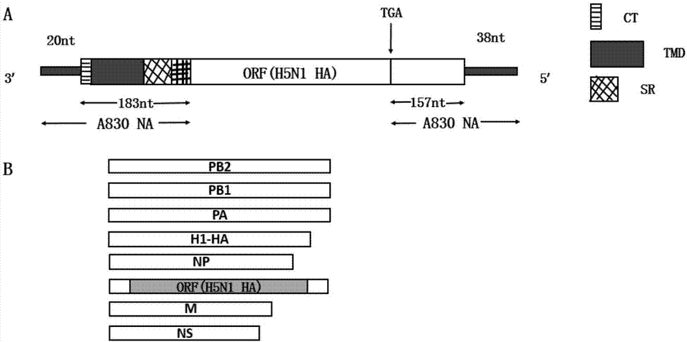 一种表达H5亚型HA的复制缺陷型重组H9N2禽流感病毒的制作方法