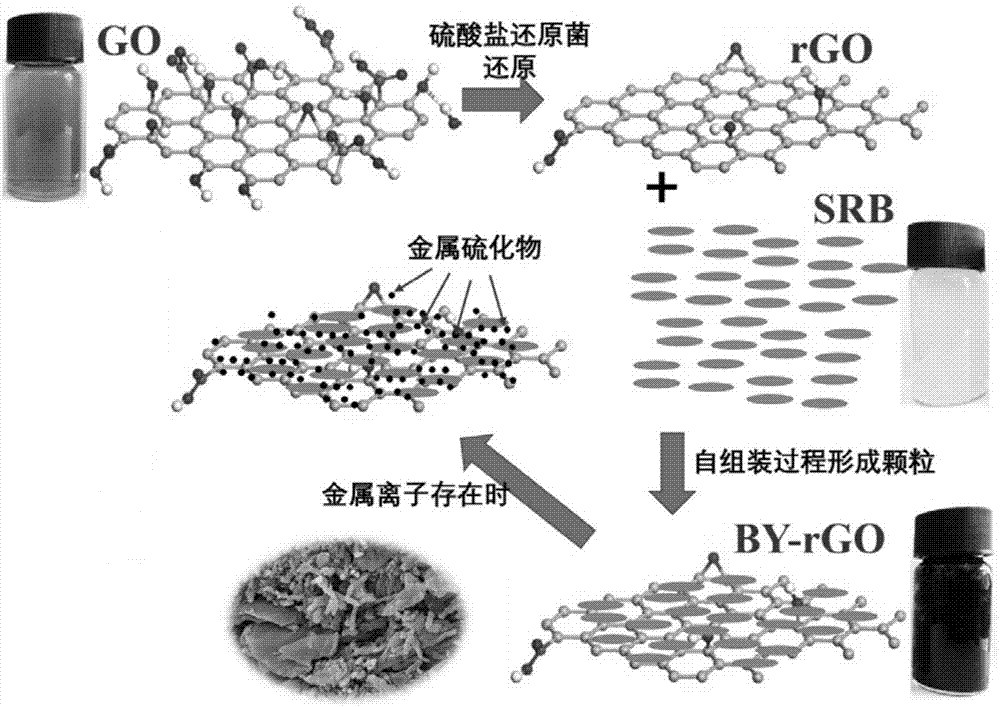 一种固定化硫酸盐还原菌颗粒的制备方法及其应用与流程