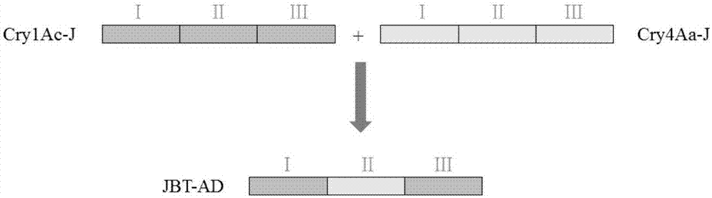 一种人工合成的Bt抗虫基因JBT-AD及其应用的制作方法
