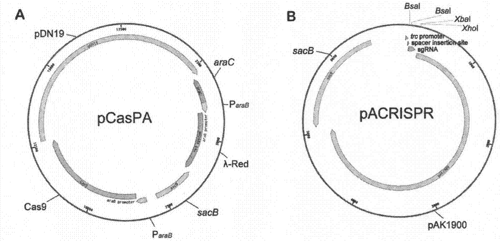 一种pCasPA/pACRISPR双质粒系统及其应用的制作方法