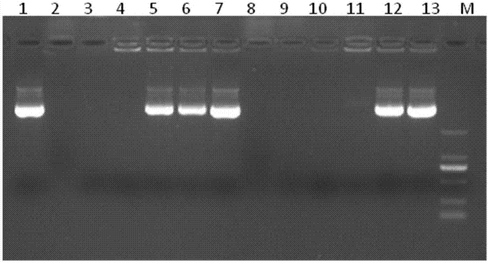 阳离子聚乙烯胺线形高分子作为转基因载体的应用的制作方法