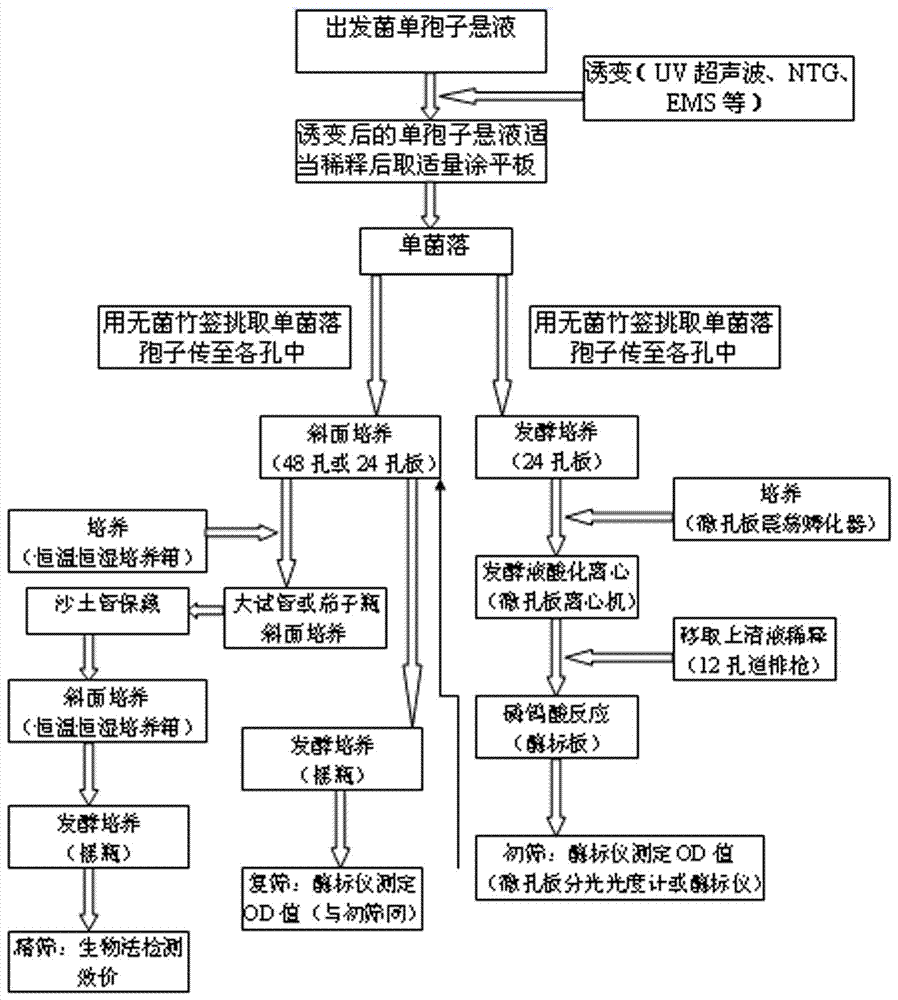 一种可产新霉素的弗氏链霉菌株的高通量筛选方法与流程