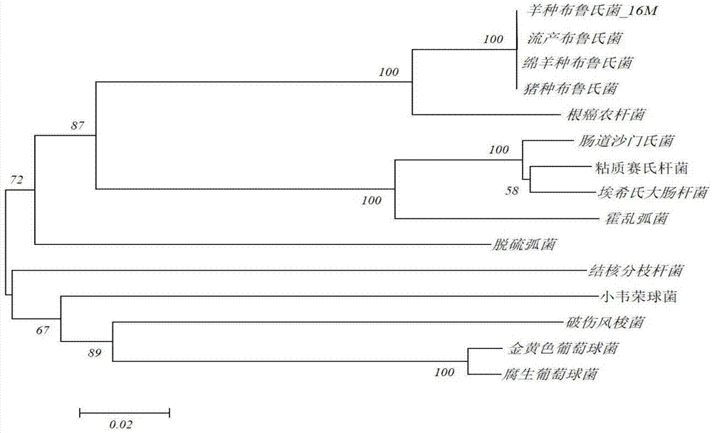 一种布鲁氏菌生物恐怖战剂现场基因检测方法与流程