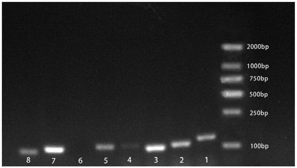 用于高加索三叶草PCR表达分析的内参基因及构建方法与流程