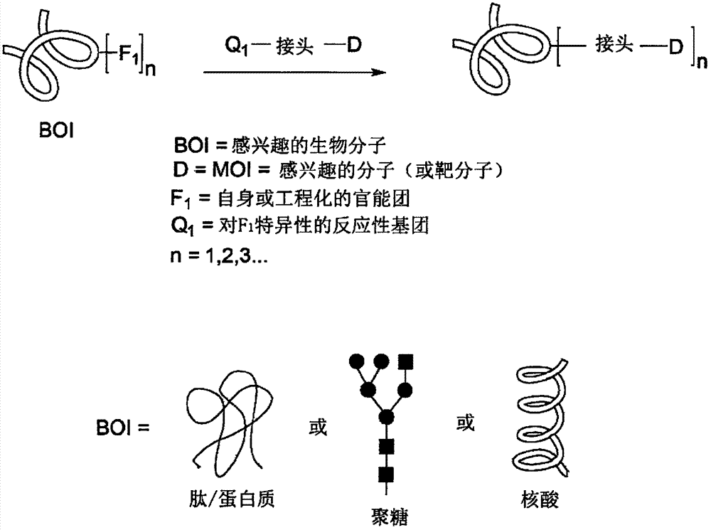 用于治疗的含有磺酰胺接头的生物缀合物的制作方法