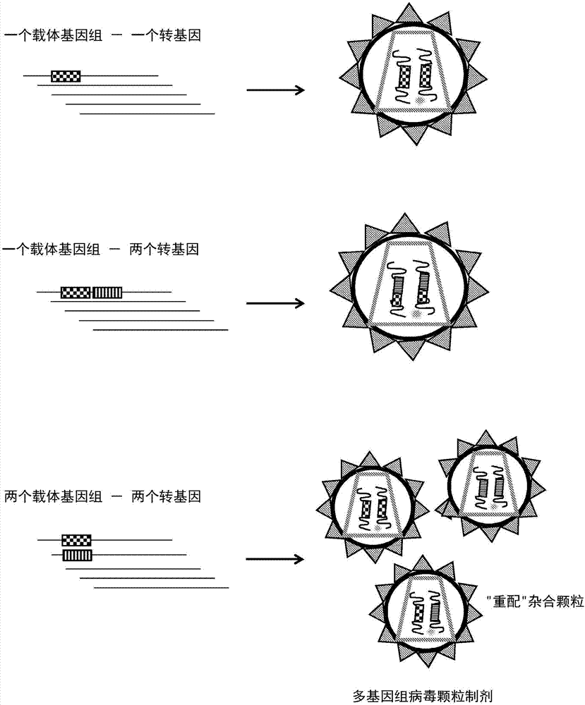 多基因组逆转录病毒载体制剂及用于产生及使用该制剂的方法和系统与流程