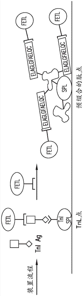 免疫测定对照及其使用方法与流程