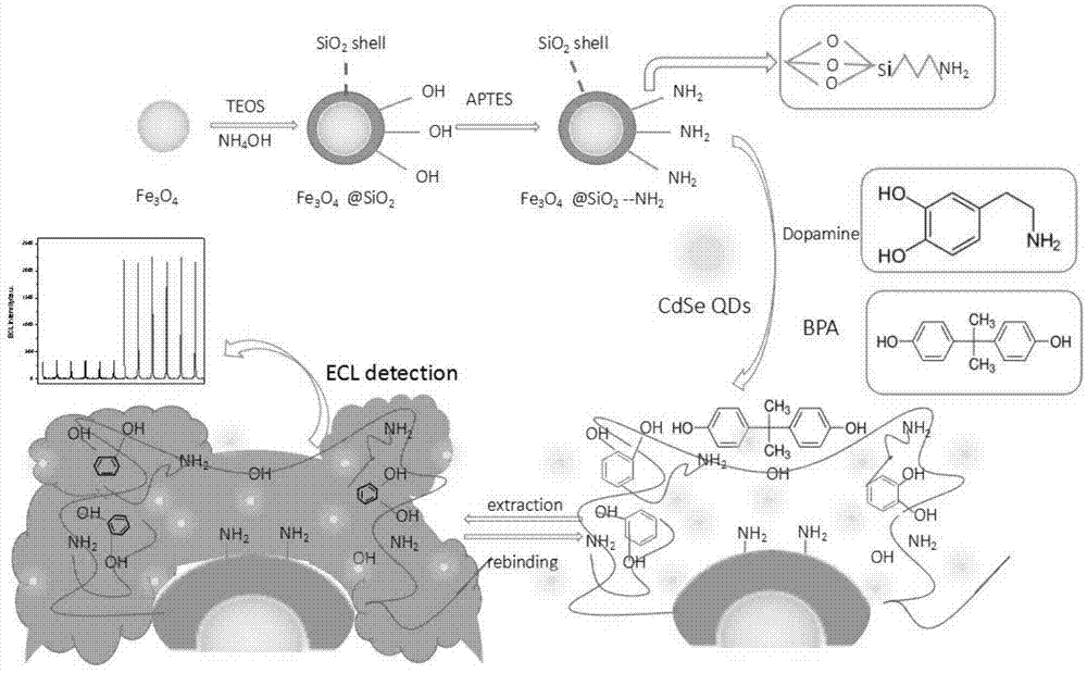 用于检测双酚A的磁性量子点分子印迹材料及应用的制作方法