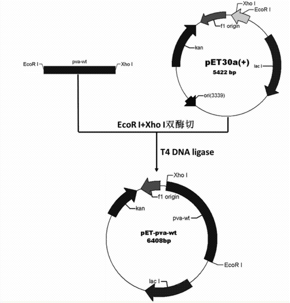 如何构建高效的轻量级服务器：一步步指南(如何构建高效课堂教学)