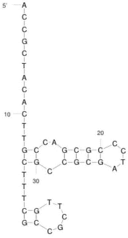 单链环状核酸及其制备方法和应用与流程
