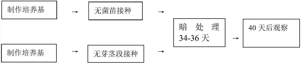 一种IBA诱导两个品系茎段愈伤组织的方法与流程