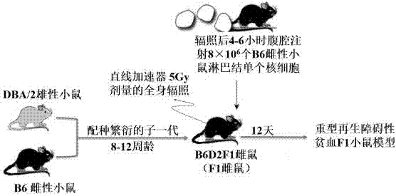 一种建立小鼠重型再生障碍性贫血模型的方法与流程