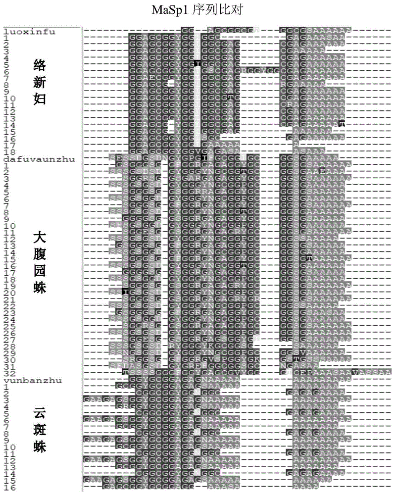 云斑蛛牵引丝性能及其丝蛋白基因序列的制作方法