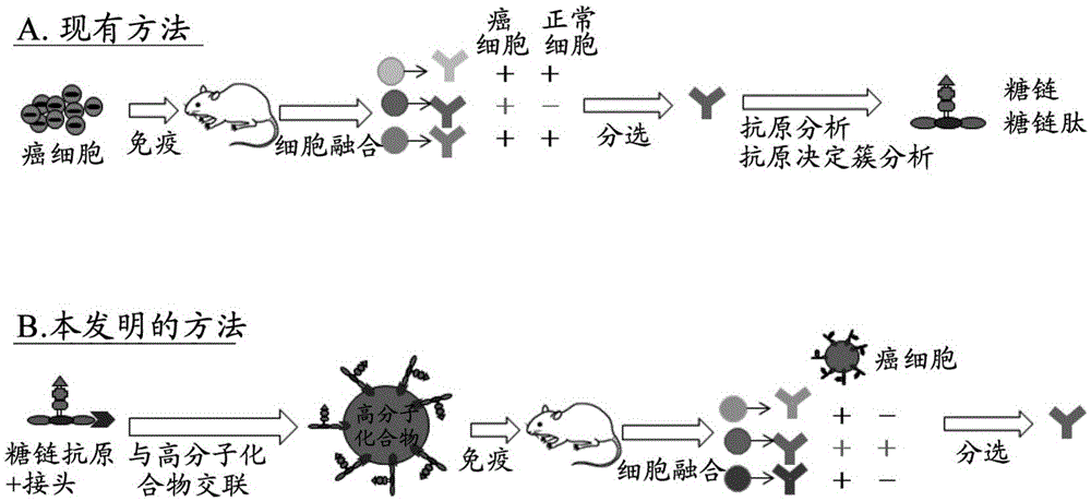 与NCC-ST-439抗原特异性反应的单克隆抗体及其制造方法与流程