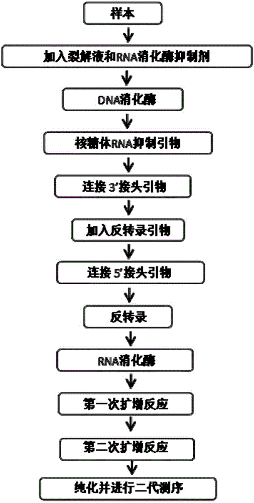 一种利用哺乳动物胚胎培养液检测小RNA的方法与流程