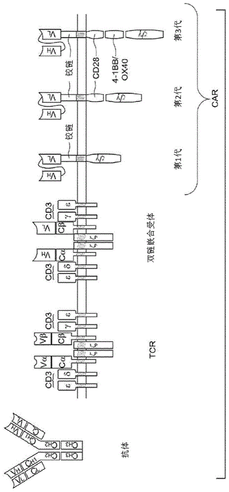 合成的免疫受体及其使用方法与流程