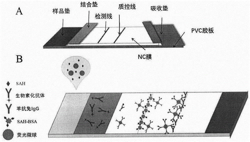 一种同型半胱氨酸荧光免疫层析检测试剂盒及其检测方法与流程