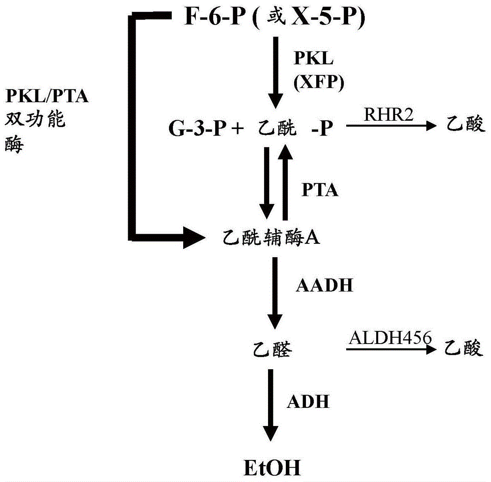 双功能磷酸转酮酶-磷酸转乙酰酶融合多肽的制作方法