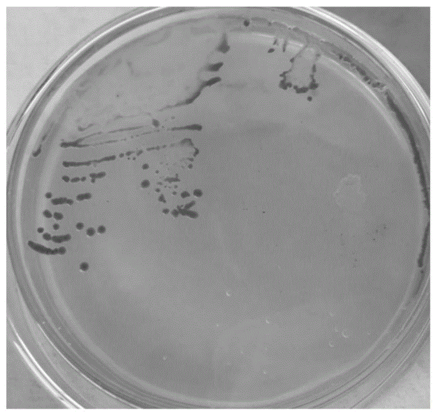 一株类球红细菌及其发酵产氢方法和应用与流程