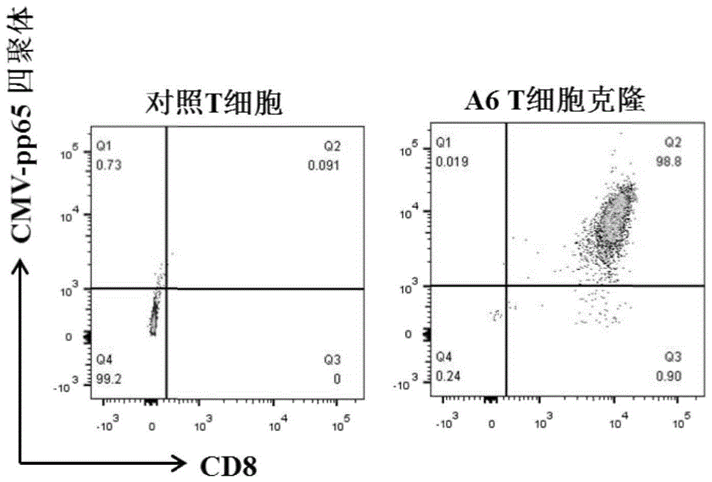 识别人巨细胞病毒pp65抗原的TCR的制作方法