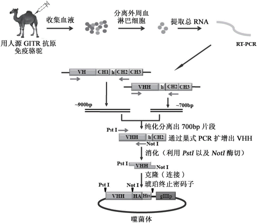 抗糖皮质激素诱导的肿瘤坏死因子受体(GITR)的小型化抗体、其聚合物及应用的制作方法