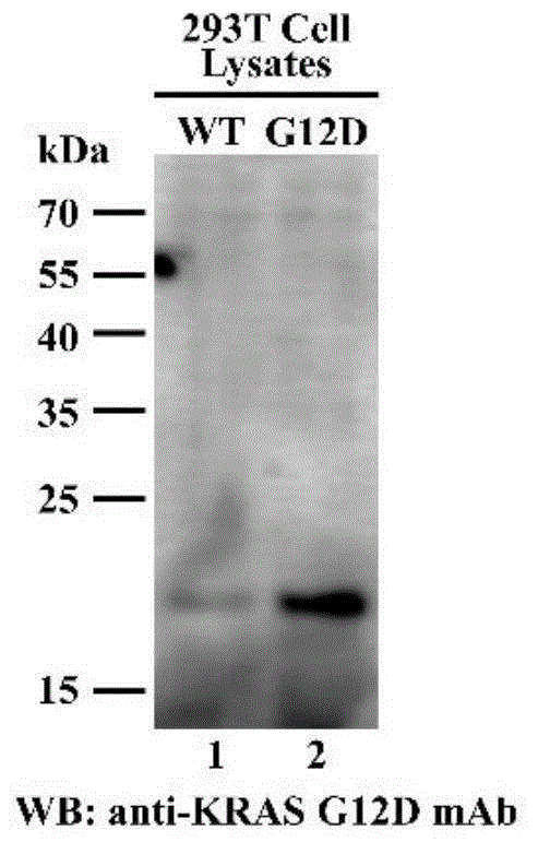 一种突变型KRAS特异性抗体及其制备方法与流程