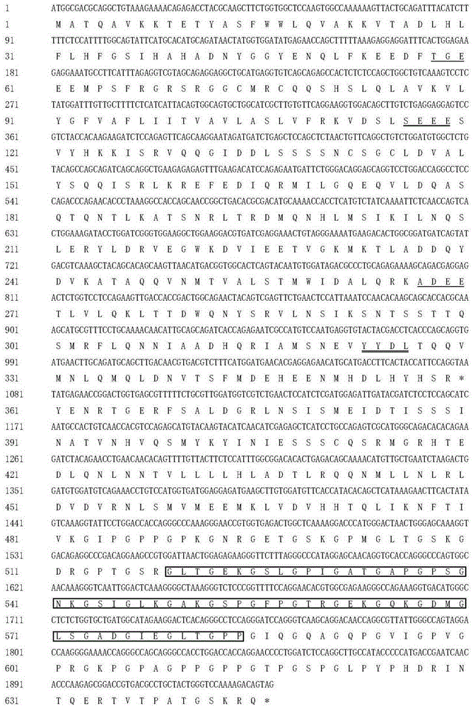 大黄鱼清道夫受体SCARA3基因及其用途的制作方法