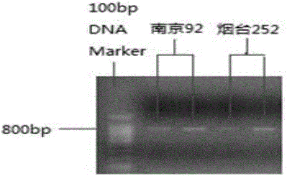 一种甘薯几丁质酶基因、其编码的蛋白质与应用的制作方法