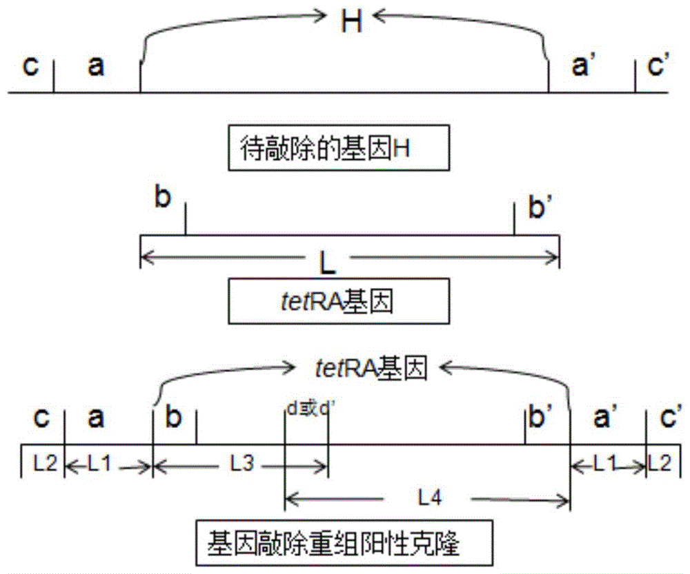 一种用于λ-Red重组系统基因敲除重组阳性克隆检测的引物及检测方法与流程