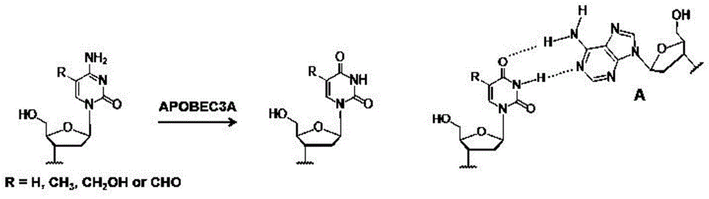 脱氨酶辅助的dna中5羧基胞嘧啶修饰单碱基分辨率定位分析方法与流程