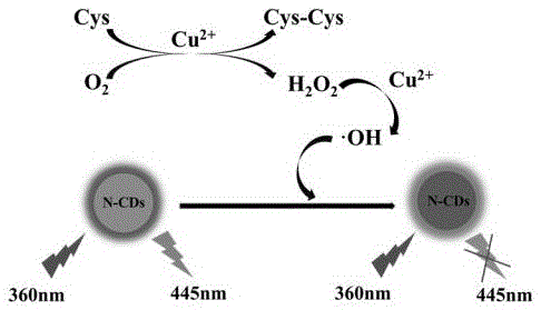 一种基于氮掺杂碳点和催化氧化反应的荧光传感器及其构建方法和应用与流程