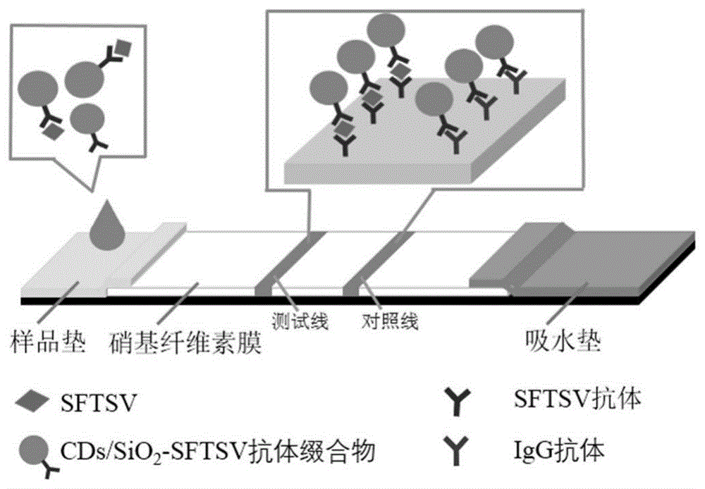 CDs/SiO2-SFTSV单克隆抗体缀合物及其制备方法和应用与流程