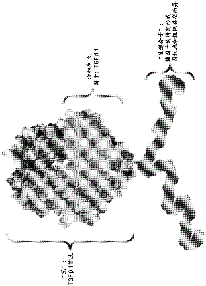 亚型特异性、背景许可性TGFβ1抑制剂及其用途的制作方法