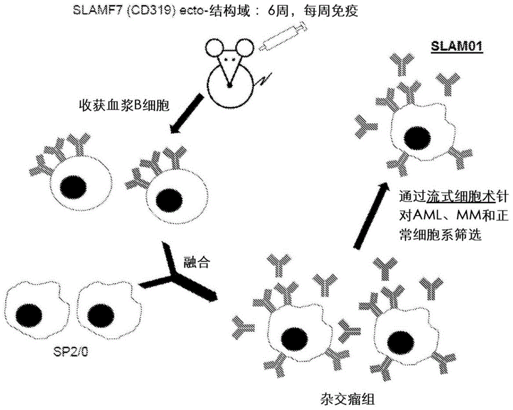 抗寡糖抗体的制作方法