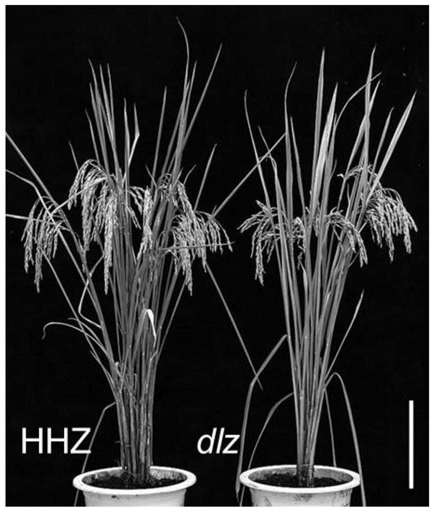 调控植物种子大小的基因及其应用的制作方法