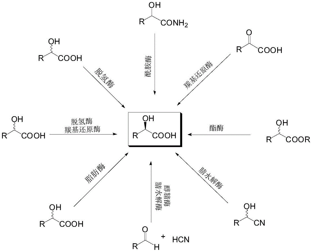 一种生物酶法合成 R 2 羟酸的方法与流程