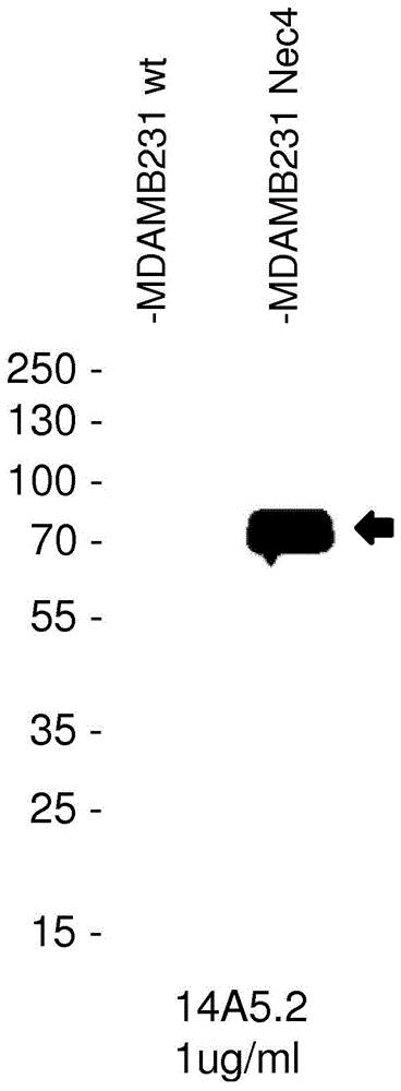 对NECTIN-4具有特异性的抗体及其用途的制作方法