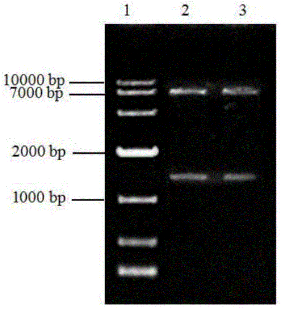 紫色红曲菌mokH基因过表达菌株的构建方法与流程