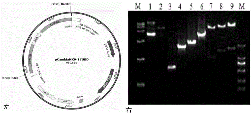 粉棒束孢Cyanovirin-N基因、重组蛋白及应用的制作方法