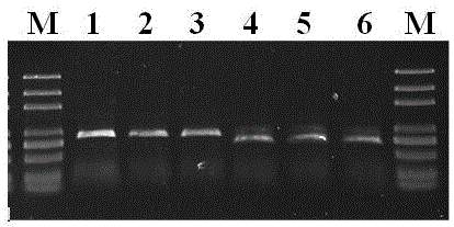 湖羊MC4R基因的分子标记SNP732及其应用的制作方法