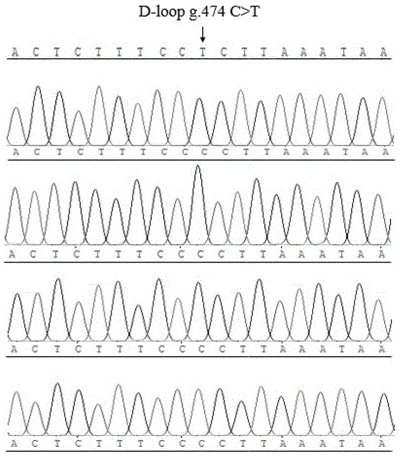 一种利用D-loop区突变位点鉴定确山黑猪的方法与流程