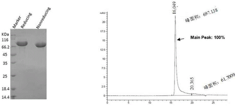 一种Slit2D2-HSA重组蛋白及其在治疗脓毒症中的应用的制作方法